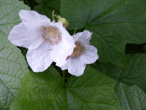Thimble Berry (Rubus parviflorus)